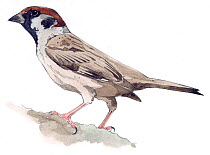 Illustration of Eurasian Tree Sparrow (Passer montanus). Pencil and watercolor painting.