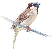 Illustration of House Sparrow (Passer domesticus). Pencil and watercolor painting.