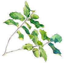 Illustration of Holm Oak (Quercus ilex ballota). Pencil and watercolor painting.