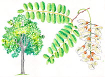 Illustration of Black Locust tree (Robinia pseudoacacia) with details of leaves and flowers. Pencil and watercolor painting.