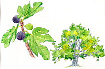 Illustration of Fig tree (Ficus carica) with detail of fruit and leaves. Pencil and watercolor painting.