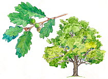 Illustration of Downy Oak (Quercus pubescens) with detail of leaves and acorns. Pencil and watercolor painting.