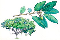 Illustration of Holm Oak tree (Quercus ilex). Detail of leaves and fruit. Pencil and watercolor painting.