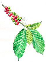 Illustration of Coffee plant (Coffea sp) Detail of leaves and fruit. Pencil and watercolor painting.