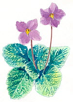 Illustration of Pyrenean Violet (Ramonda myconi). Pencil and watercolor painting.