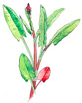 Illustration of Sorrel (Rumex acetosa). Pencil and watercolor painting.