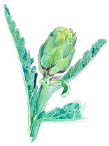Illustration of Artichoke (Cynara scolymus). Pencil and watercolor painting.