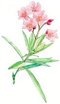 Illustration of Nerium (Nerium oleander). Pencil and watercolor painting.