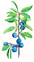 Illustration of Blackthorn (Prunus spinosa). Detail of leaves and fruit. Pencil and watercolor painting.