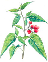Illustration of Bittersweet (Solanum dulcamara). Detail of leaves and fruit. Pencil and watercolor painting.