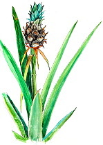 Illustration of Pineapple (Ananas comosus). Detail of leaves and fruit. Pencil and watercolor painting.