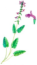 Illustration of Betony (Statchy / Betonica officinalis). Pencil and watercolor painting.