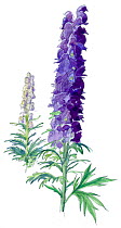 Illustration of Monkshood (Aconitum napellus). Pencil and watercolor painting.
