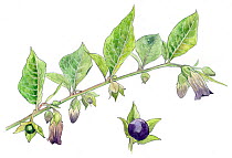 Illustration of Belladonna (Atropa belladonna). Pencil and watercolor painting.