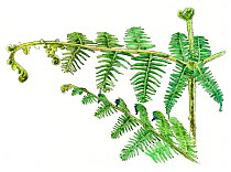 Illustration of Lady fern (Athyrium filix). Pencil and watercolor painting.