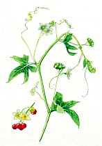 Illustration of Bryony (Bryonia dioica). Pencil and watercolor painting.