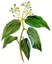 Illustration of Cinnamon (Cinnamomum zeylanicum). Pencil and watercolor painting.