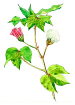 Illustration of Cotton (Gossypium herbaceum) showing pink flower and seed head. Pencil and watercolor painting.