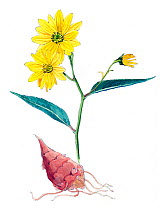Illustration of Jerusalem Artichoke (Helianthus tuberosus). Pencil and watercolor painting.