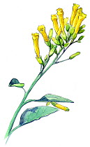 Illustration of Tree tobacco (Nicotiana glauca). Pencil and watercolor painting.