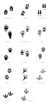 Illustration of tracks of the Pyrenean animals, Roe deer (Capreolus capreolus), Red deer (Cervus elaphus), Pyrenean chamois (Rupicapra pyrenaica), Brown bear (Ursus arctos), Red squirrel (Sciurus vulg...