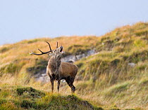 Red deer (Cervus elaphus) stag roaring, Isle of Rum, Scotland, UK, October