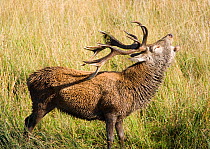 Red deer (Cervus elaphus) stag  roaring, Isle of Rum, Scotland, UK, October