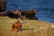 Red deer (Cervus elaphus) stag resting on the ground above sea, Isle of Rum, Scotland, UK, October