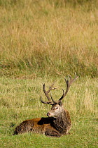 Red deer (Cervus elaphus) stag lying down, Isle of Rum, Scotland, UK, October