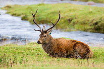 Red deer (Cervus elaphus) stag resting near stream, Isle of Rum, Scotland, UK, October