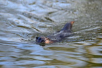 European River Otter (Lutra lutra) at water surface. River Thet, Norfolk, UK, March.