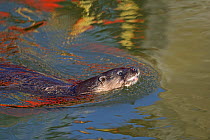 European River Otter (Lutra lutra) swimming at surface. River Thet, Norfolk, UK, March.