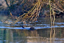European River Otter (Lutra lutra) swimming. River Thet, Norfolk, UK, March.