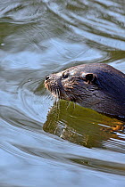 European River Otter (Lutra lutra) portrait on water. River Thet, Norfolk, UK, March.
