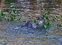 European River Otters (Lutra lutra) cubs play fighting. River Thet, Thetford, Norfolk, March.