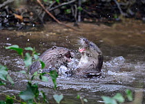 European River Otters (Lutra lutra) cubs play fighting. River Thet, Thetford, Norfolk, UK, March.