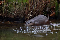 European River Otter (Lutra lutra) by river bank. River Thet, Norfolk, UK, March.