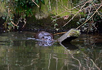 European River Otter (Lutra lutra) in river. River Thet, Norfolk, UK, March.