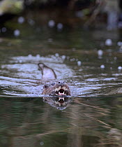 European River Otter (Lutra lutra) in water with teeth reflected. River Thet, Norfolk, UK, March.