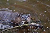 European River Otter (Lutra lutra) portrait. River Thet, Norfolk, UK, March.