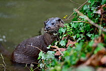 European River Otter (Lutra lutra) on river bank. River Thet, Norfolk, UK, March.