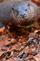 European River Otter (Lutra lutra) portrait. River Thet, Norfolk, UK, March.