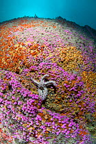 British underwater scenic with Jewel Anemones (Corynactis) and Spiny Starfish (Marthasterias glacialis). Vingt Clos, Sark, British Channel Islands, August.