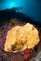 Boring Sponge (Cliona celata) Vingt  Clos, Sark, British Channel Islands, August.