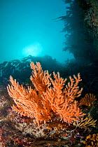 Pink Sea Fan / Warty Coral (Eunicella verrucosa). Grune du Nord, Sark, British Channel Islands, August.