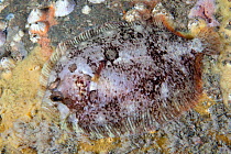 Topknot (Zeugopterus punctatus) a type of flatfish. Gouliot Caves, Sark, British Channel Islands, August.
