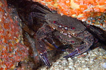 Velvet Swimming Crab (Necora / Liocarcinus puber) male guarding female. Gouliot Caves, Sark, British Channel Islands, August.
