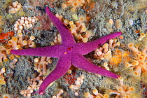 Bloody Henry Starfish (Henricia oculata). Les Dents, Sark, British Channel Islands, August.