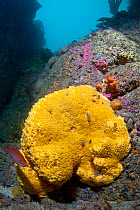 Boring Sponge (Cliona celata). Grune du Nord, Sark, British Channel Islands, August.
