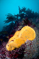 Boring Sponge (Cliona celata) Grune du Nord, Sark, British Channel Islands, September.